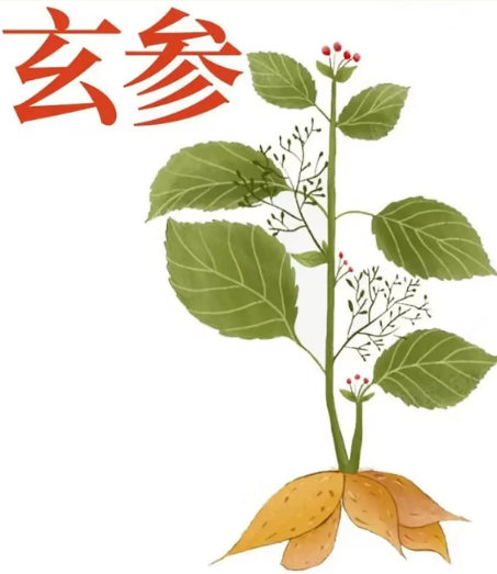 Chinese Single Herbs - Xuanshen (Scrophularia ningpoensis , Figwort Root) 玄参